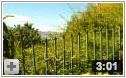 Pura Vida video one Pura Vida video one