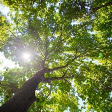 light thru trees