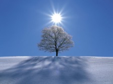 Snow_Tree